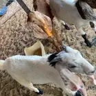 تيوس