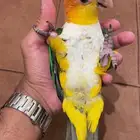 للبيع كايك وايت بلي اليف وهدد تم البيع