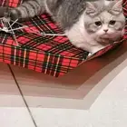 قطه للبيع بالجبيل