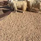 معزا مشاريك بيض