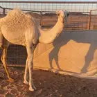 قعود