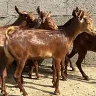 جفار دهم عدد 10 ( تم البيع )