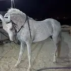 حصان