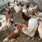 دجاج