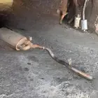 دبة فوكس ربع
