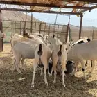 غنم بيشيات العدد21
