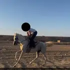 حصان شعبي سليم شرط تربيع وخطوه وشخره ولعب بادوك وسبوق
