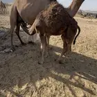 حاشي للبيع على حليب أمه