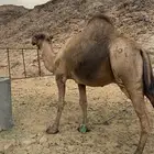 فحل احمر ساحلي