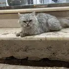 قطه منزل ضايعه