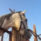 الحصان كاسب 5 كسبات كلها فنجران   مقاطعه واجده التواصل خاص