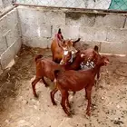 عنقان تربيه دهم