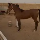فرس جزيرية قطعة نادرة