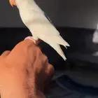 روز اليف