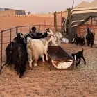 للبيع معزاء