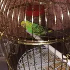 طير بادجي