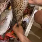 الرايس مرسى الرايس رحلات فرديه