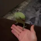 بغبغاء الدره