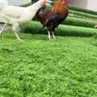 ديك عربي اصيل