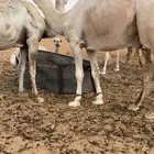 للبيع بعير منتج. بنته وحده عليه 50 و سوم البعير7200