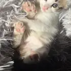 انثى شيرازي امريكي للبيع