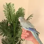 كويكر اليف متكلم