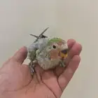 فرخ روز تم البيع