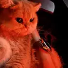 قط سكوتش ستريت بيور للبيع