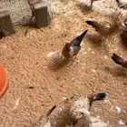 دجاج بلدي