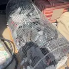 حمام دحل صيد اليوم الجوز على 15 ريال