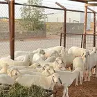 العدد 38 كلش خروف العمر تم البيع خارج الموقع