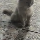 انثى شيرازيه للبيع