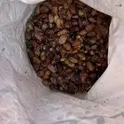 تمر علف للبهايم طري وليس يابس