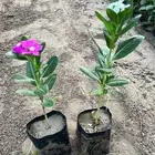شتلات بفته الحبه 1 ريال