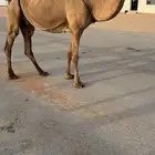 عشرا رباع وبنتها صفرا كفو
