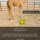 بكرة اصيل هجن انتاج فاخر