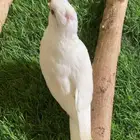 فرخ كروان البينو