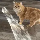 قطه