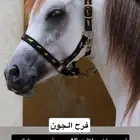 فرس واهو للبيع