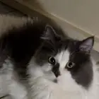 قط ذكر