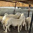 طليان