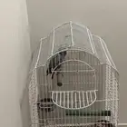 قفص ببغاء