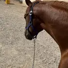 حصان شعبي للبيع