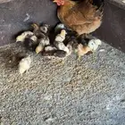 دجاجه فرنسيه بعيالها