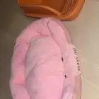 قطط