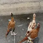 ديك سندي