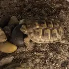 سلحفاة رمليه صغيره للبيع بصحة جدا  ممتازه