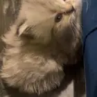 قطوتين شيرازي