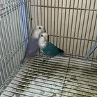 روز منتج