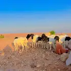 ذبايح برابر جذعان مرابي مغلقه